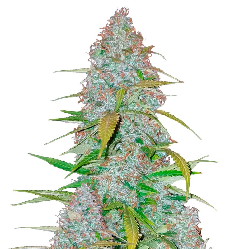 Auto Snow Queen feminised Ganja Seeds - 4 насінини