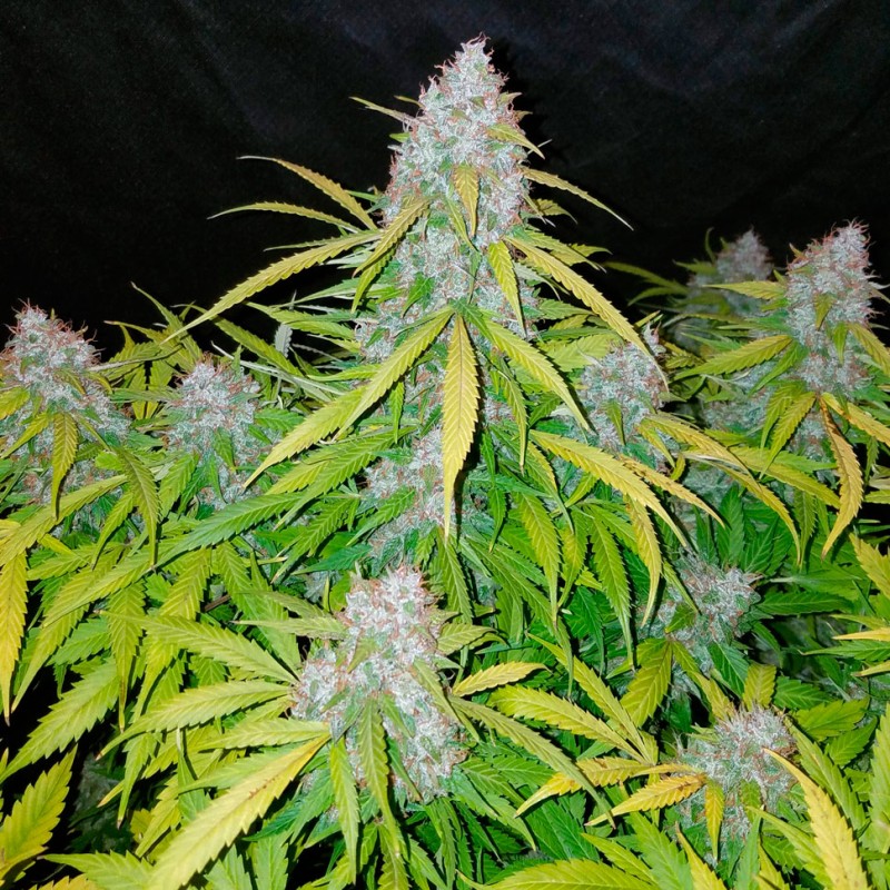 Auto Snow Queen feminised Ganja Seeds - 4 насінини