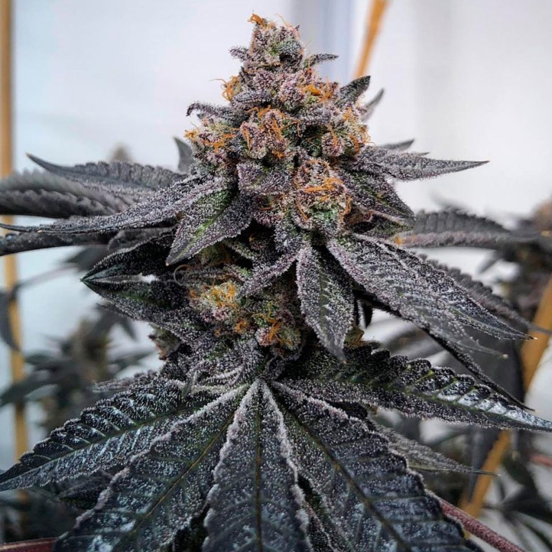 Dos-Si-Dos feminised Ganja Seeds - 2 насінини