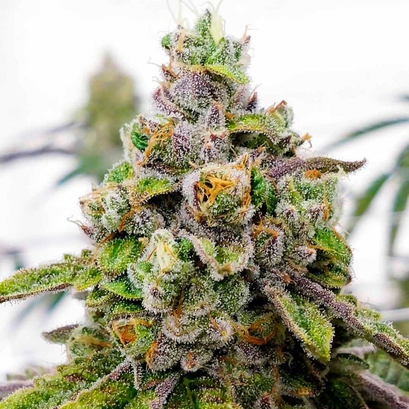 Dos-Si-Dos feminised Ganja Seeds - 2 насінини
