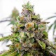 Dos-Si-Dos feminised Ganja Seeds - 2 насінини