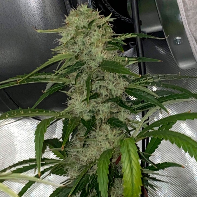 Dos-Si-Dos feminised Ganja Seeds - 2 насінини