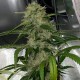 Dos-Si-Dos feminised Ganja Seeds - 2 насінини