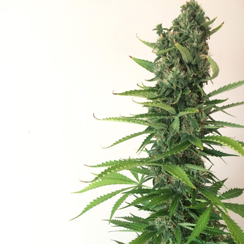 Auto White Goblin feminised Ganja Seeds - 7 насінин