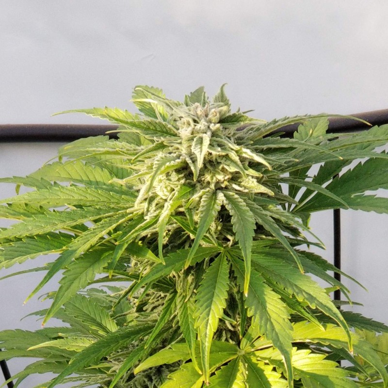 Auto Bubble Gum feminised GanjaLiveSeeds