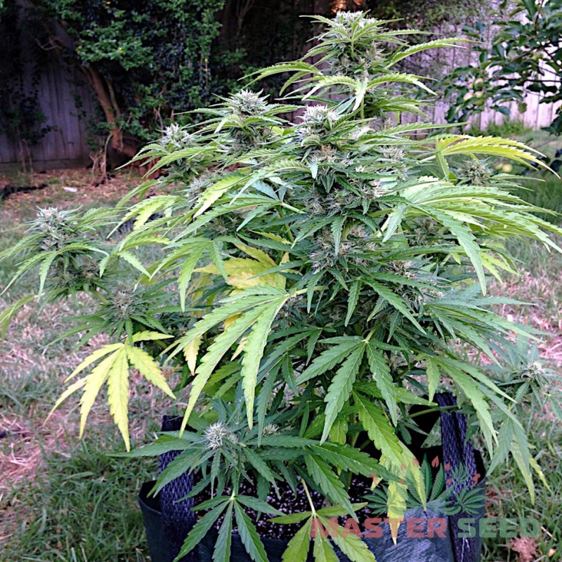 Auto Somango feminised Master Seed - 10 насінин