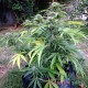 Auto Somango feminised Master Seed - 10 насінин