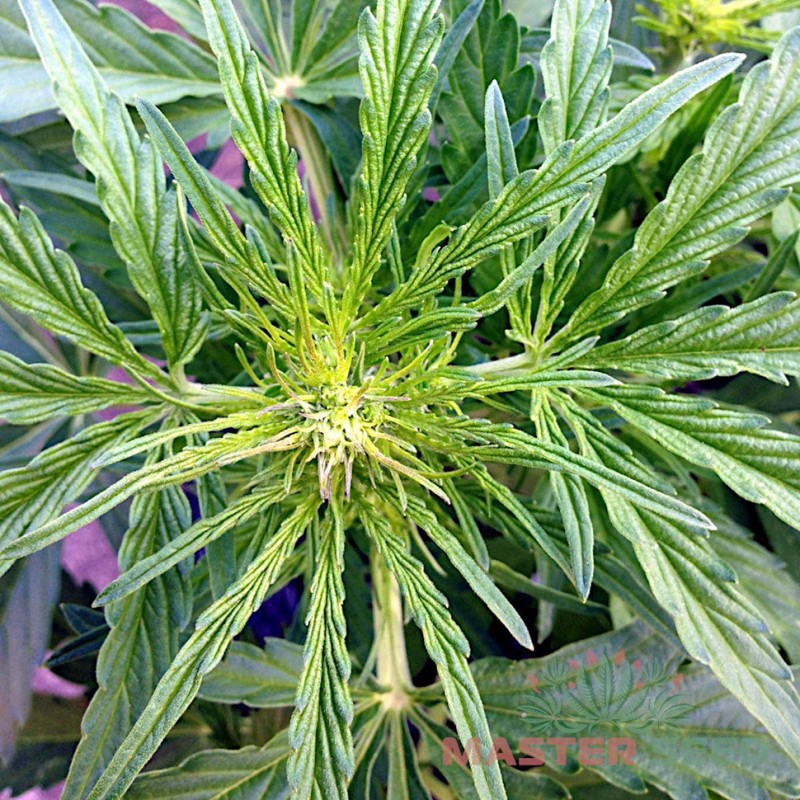 Auto Somango feminised Master Seed - 10 насінин