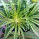 Auto Somango feminised Master Seed - 10 насінин