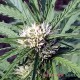 Auto Somango feminised Master Seed - 10 насінин