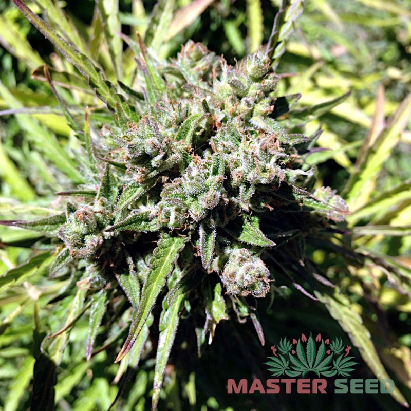 Auto Somango feminised Master Seed - 10 насінин