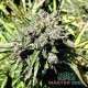 Auto Somango feminised Master Seed - 10 насінин