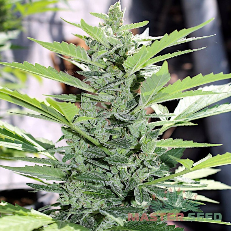 Auto Somango feminised Master Seed - 10 насінин