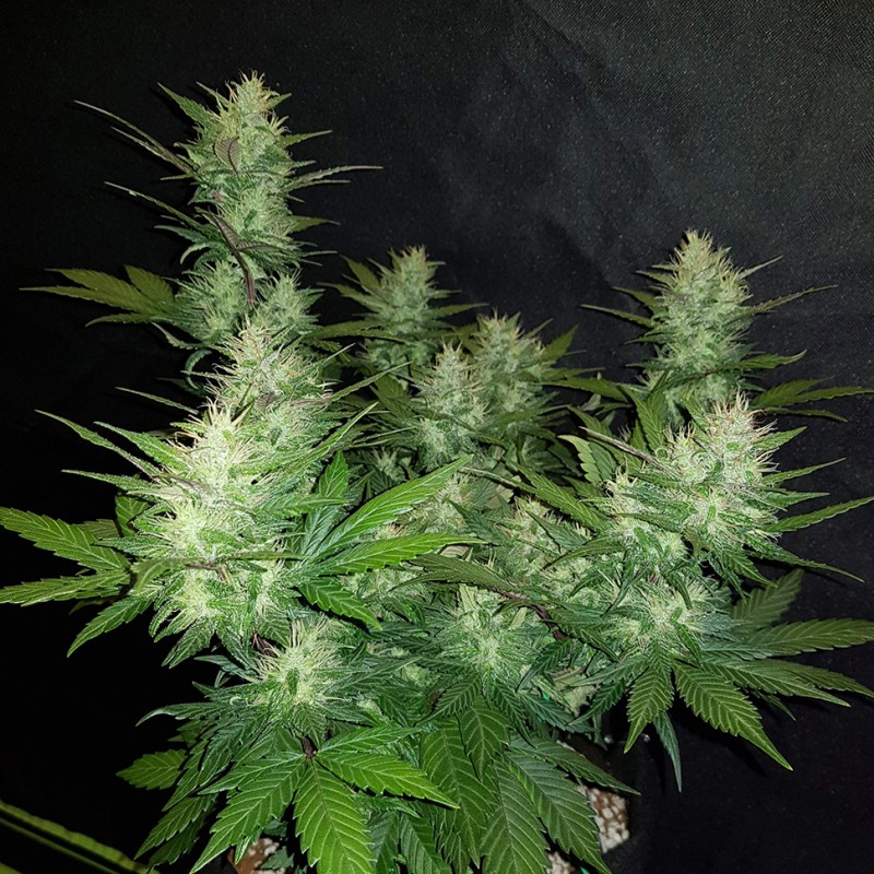 Auto Dark Devil feminised GanjaLiveSeeds