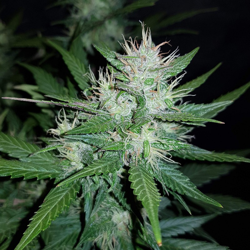 Auto Dark Devil feminised GanjaLiveSeeds