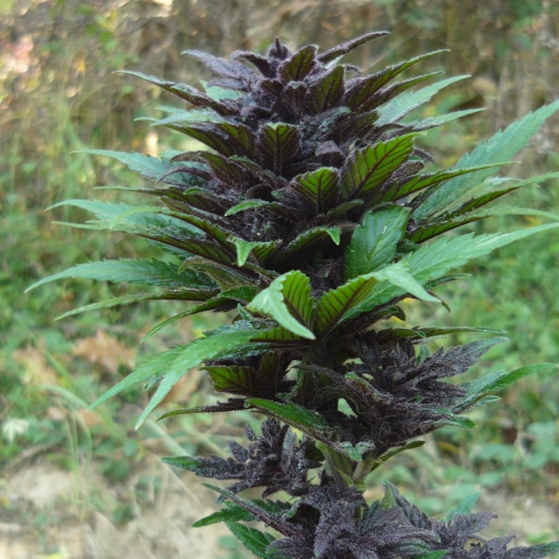 Auto Dark Devil feminised GanjaLiveSeeds
