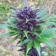 Auto Dark Devil feminised GanjaLiveSeeds