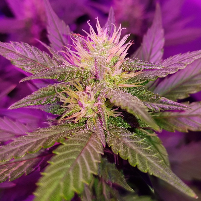 Auto Dark Devil feminised GanjaLiveSeeds