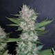 Auto Dark Devil feminised GanjaLiveSeeds