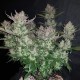 Auto Dark Devil feminised GanjaLiveSeeds