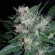 Auto Dark Devil feminised GanjaLiveSeeds