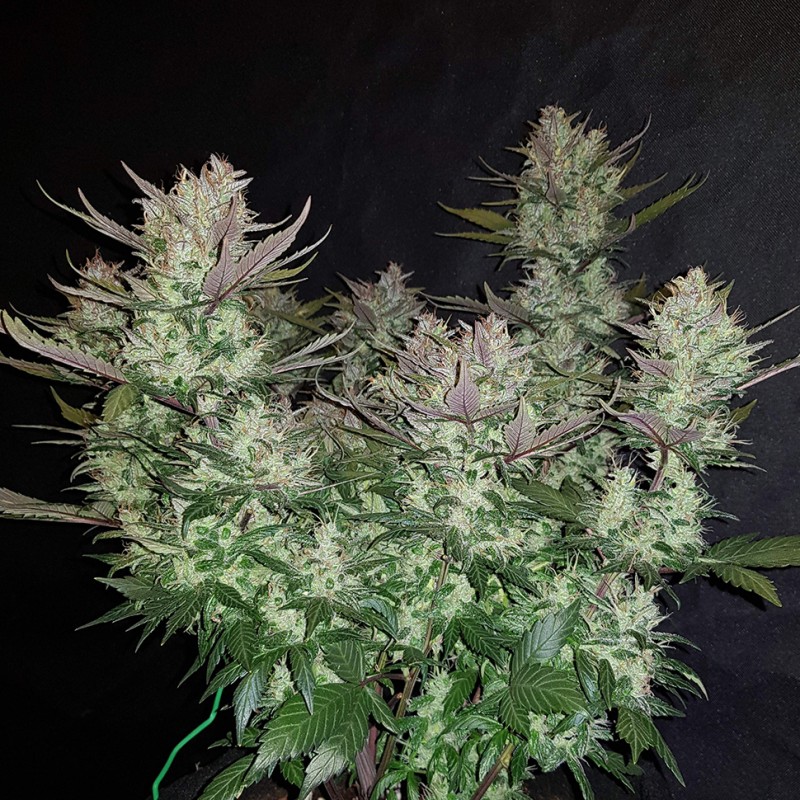 Auto Dark Devil feminised GanjaLiveSeeds