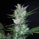 Auto Dark Devil feminised GanjaLiveSeeds