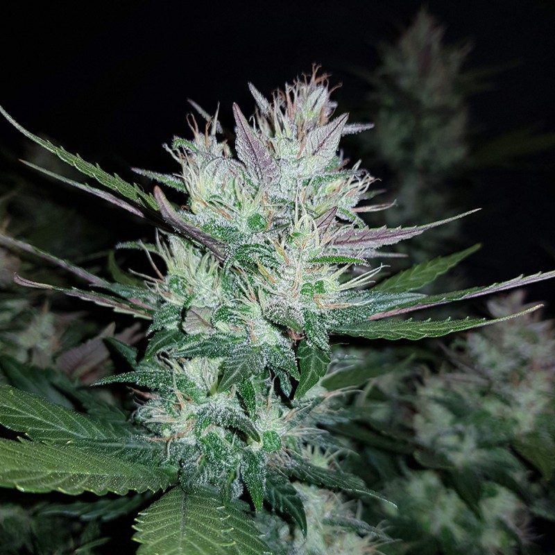 Auto Dark Devil feminised GanjaLiveSeeds
