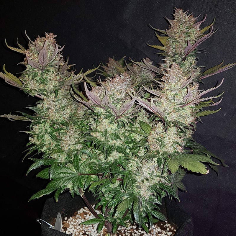 Auto Dark Devil feminised GanjaLiveSeeds