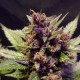 Auto Dark Devil feminised GanjaLiveSeeds