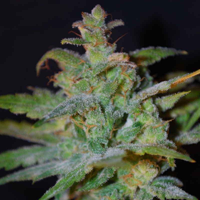 Auto AK feminised GanjaLiveSeeds