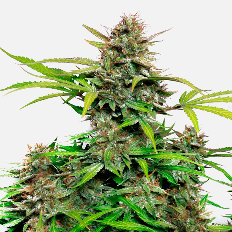 Auto Snow Queen feminised GanjaLiveSeeds
