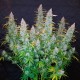 Auto Snow Queen feminised GanjaLiveSeeds
