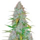 Auto Snow Queen feminised GanjaLiveSeeds