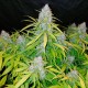 Auto Snow Queen feminised GanjaLiveSeeds