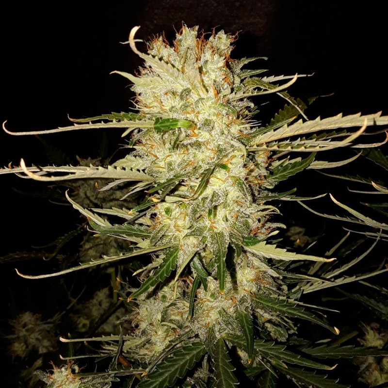 OG Kush feminised GanjaLiveSeeds