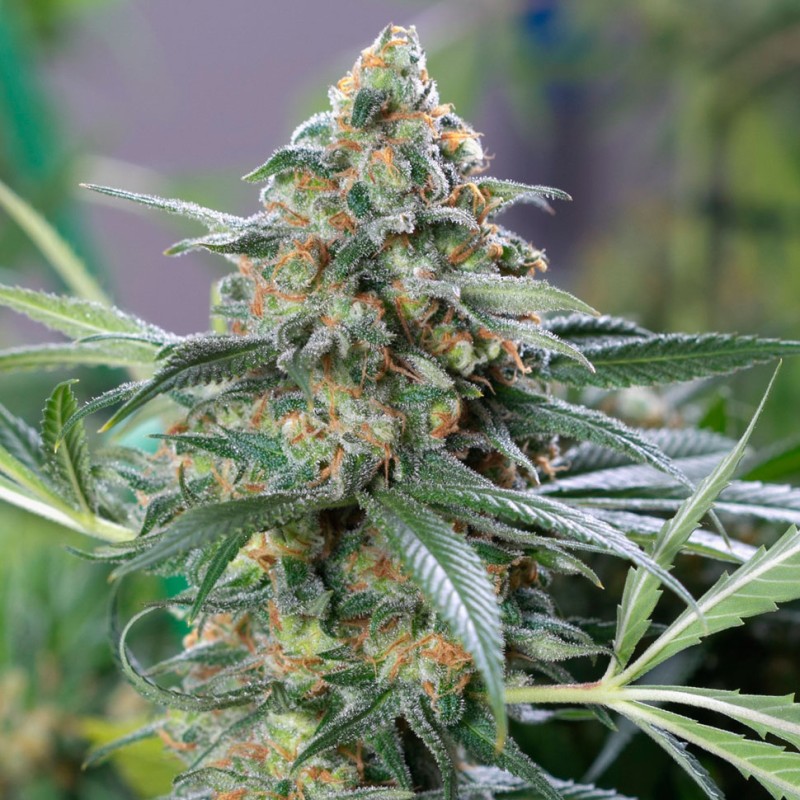 OG Kush feminised GanjaLiveSeeds