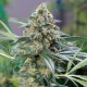 OG Kush feminised GanjaLiveSeeds