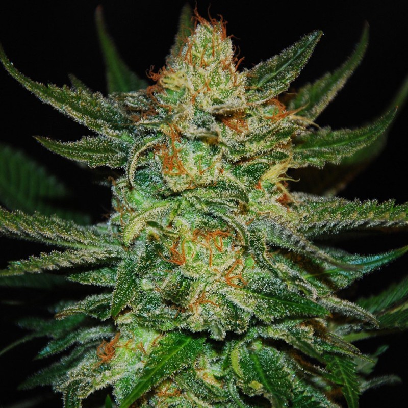 Grapefruit CBD feminised Ganja Seeds - 777 насінин