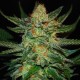 Grapefruit CBD feminised Ganja Seeds - 777 насінин