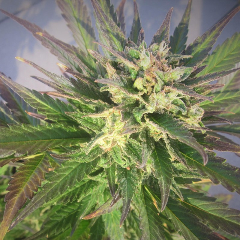 Grapefruit CBD feminised Ganja Seeds - 777 насінин