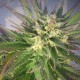 Grapefruit CBD feminised Ganja Seeds - 777 насінин