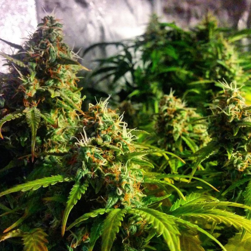 Grapefruit CBD feminised Ganja Seeds - 777 насінин