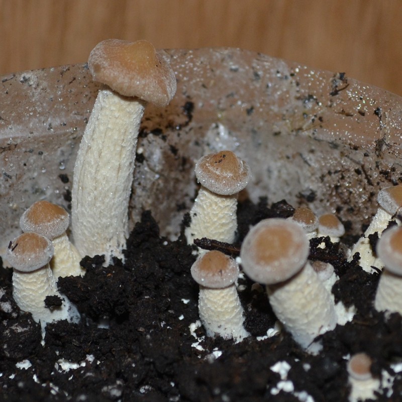 Huatla