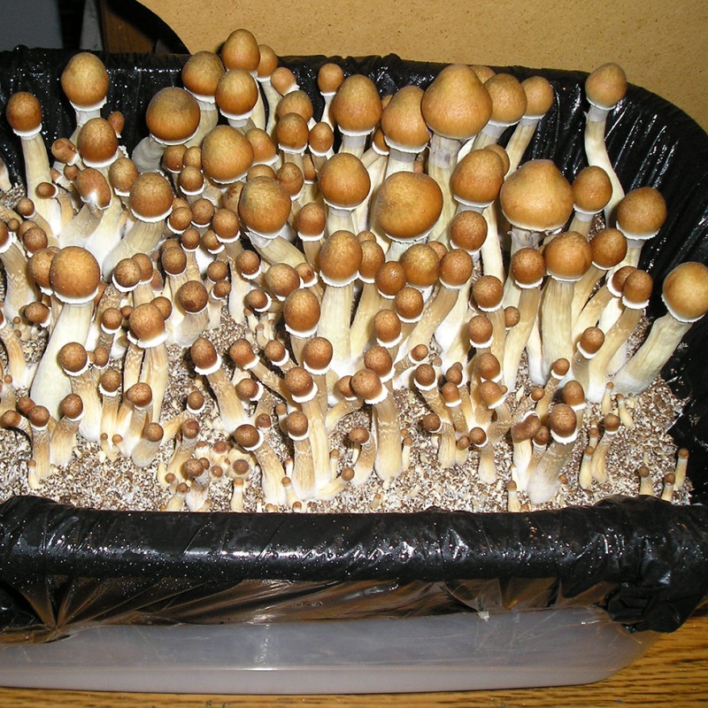 Huatla