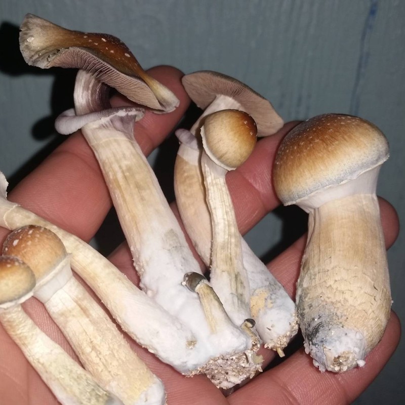 Huatla