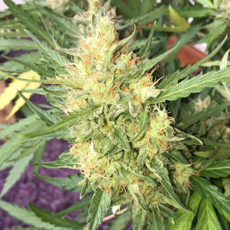 Auto Cheese feminised GanjaLiveSeeds