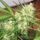 Auto Cheese feminised GanjaLiveSeeds