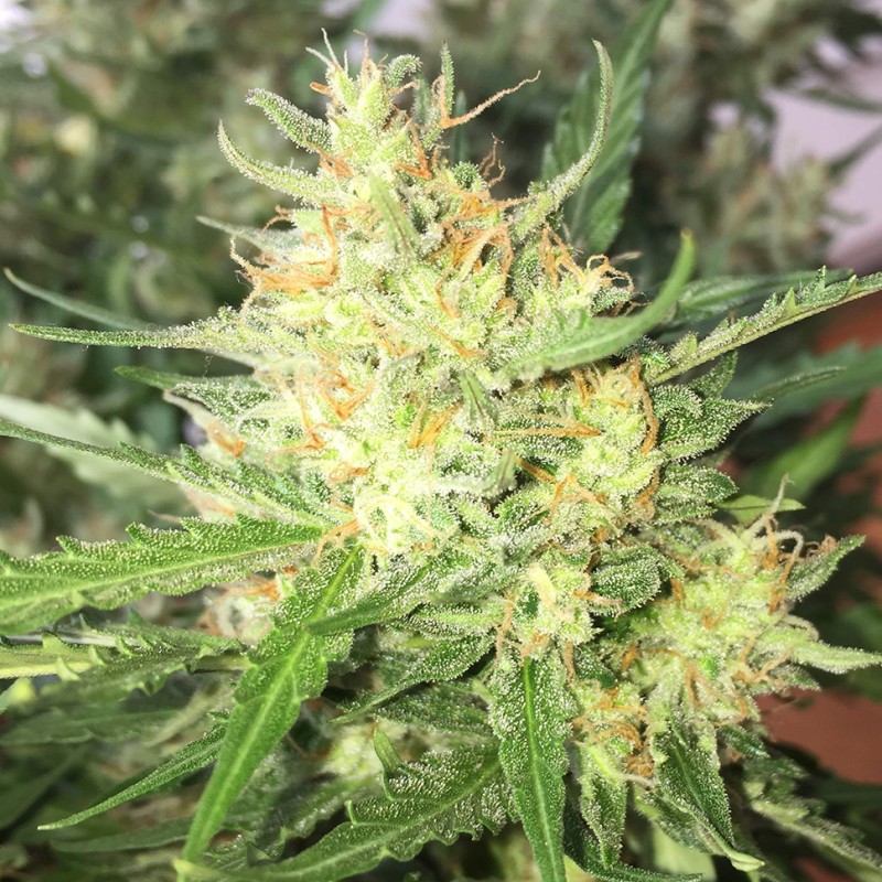 Auto Cheese feminised GanjaLiveSeeds