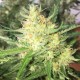 Auto Cheese feminised GanjaLiveSeeds